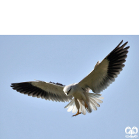 گونه کورکور بال سیاه Black-winged Kite